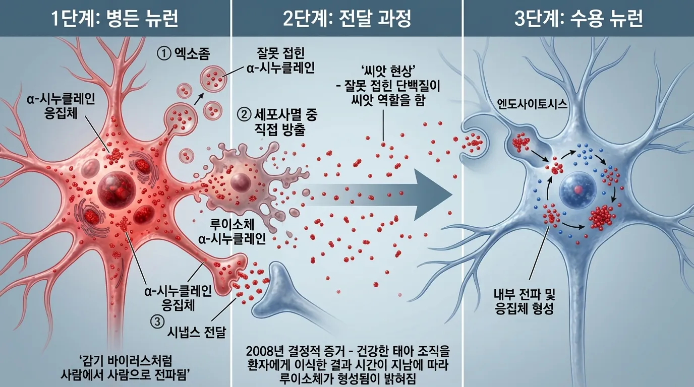알파-시뉴클레인의 세포 간 전파 — 프리온 유사 기전